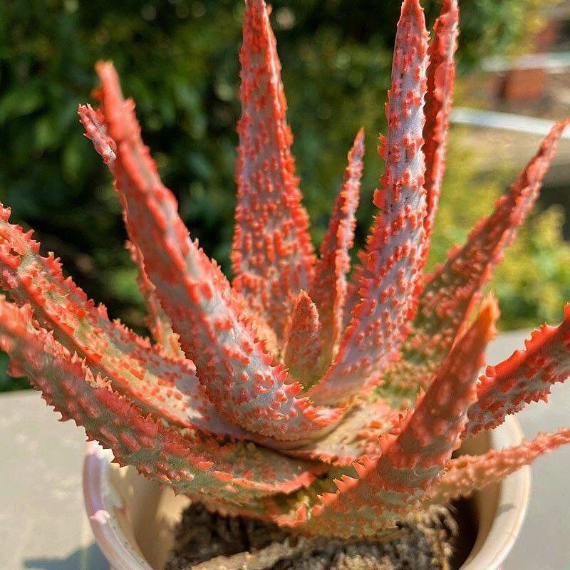 圣诞芦荟超级红芦荟办公室多肉植物创意小盆栽