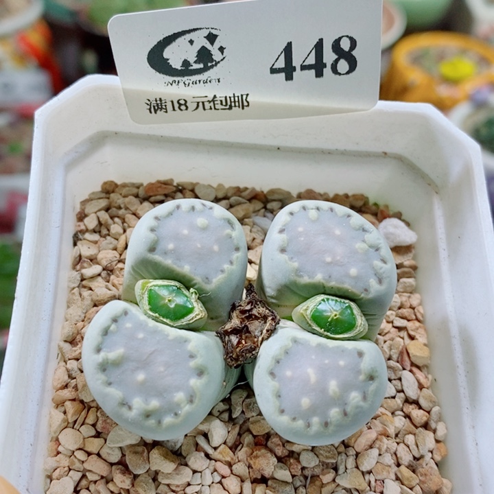 生石花花花花花花花448
