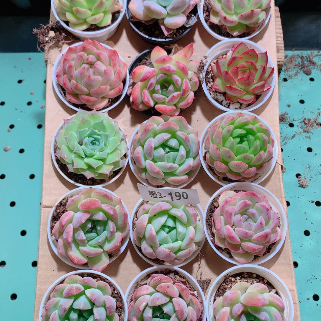 3-190一物一拍带盆18颗