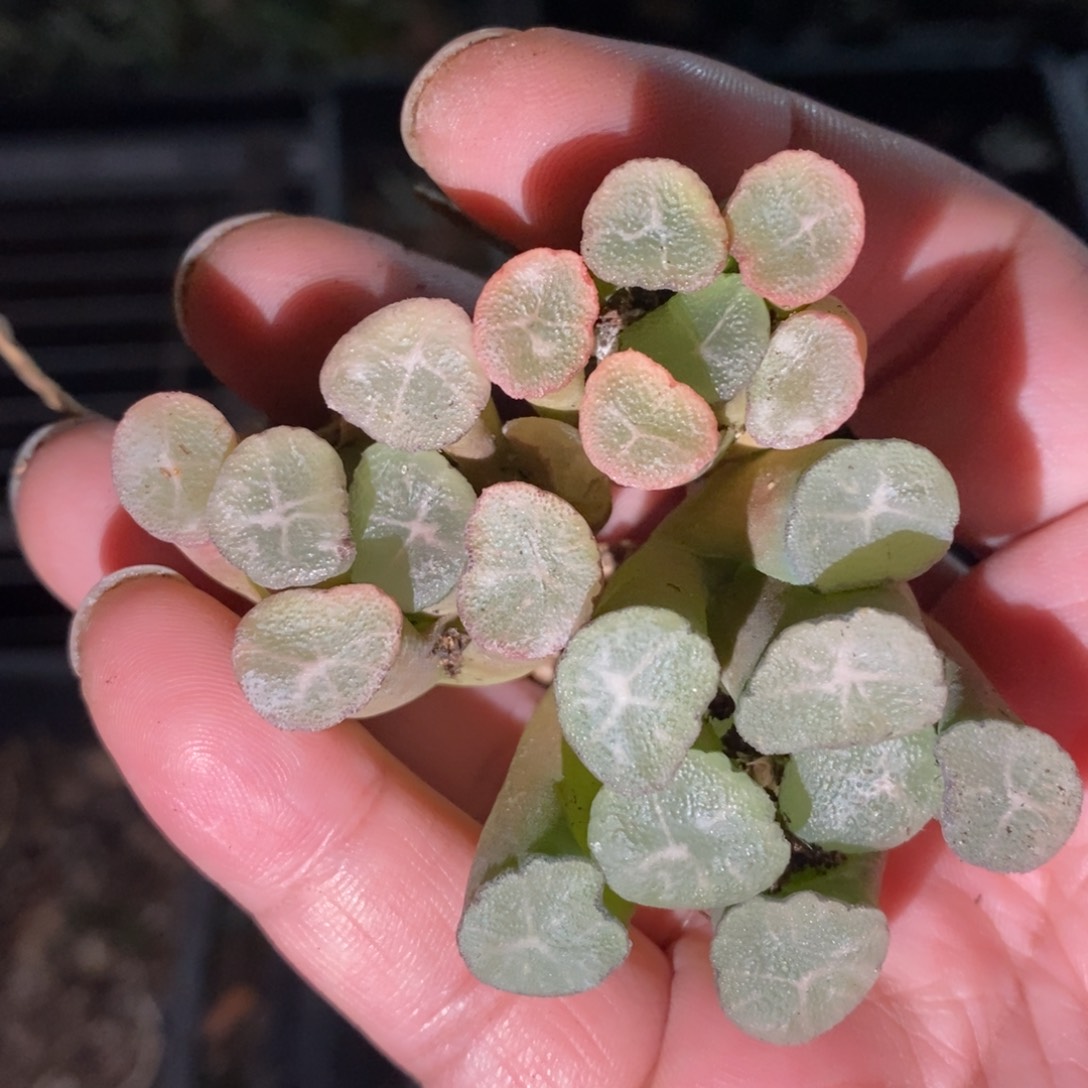 117 一颗实生糯窗万象 新年整点福利