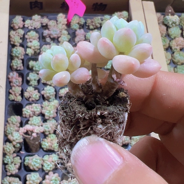 洛可可精品多肉植物