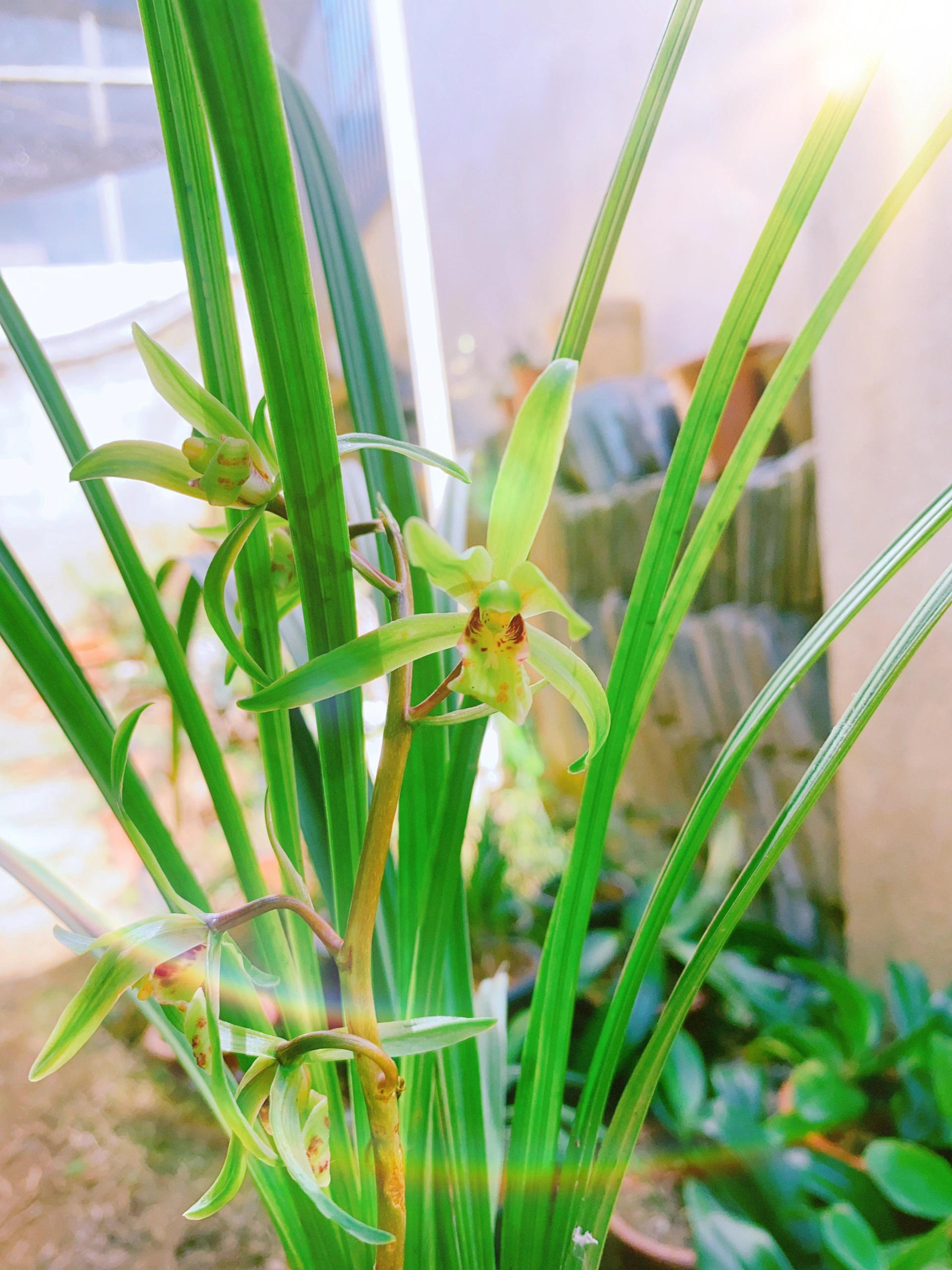 云南多彩多花兰花兰草盆栽兰花盆栽兰草秋芝兰花兰一三兰花草