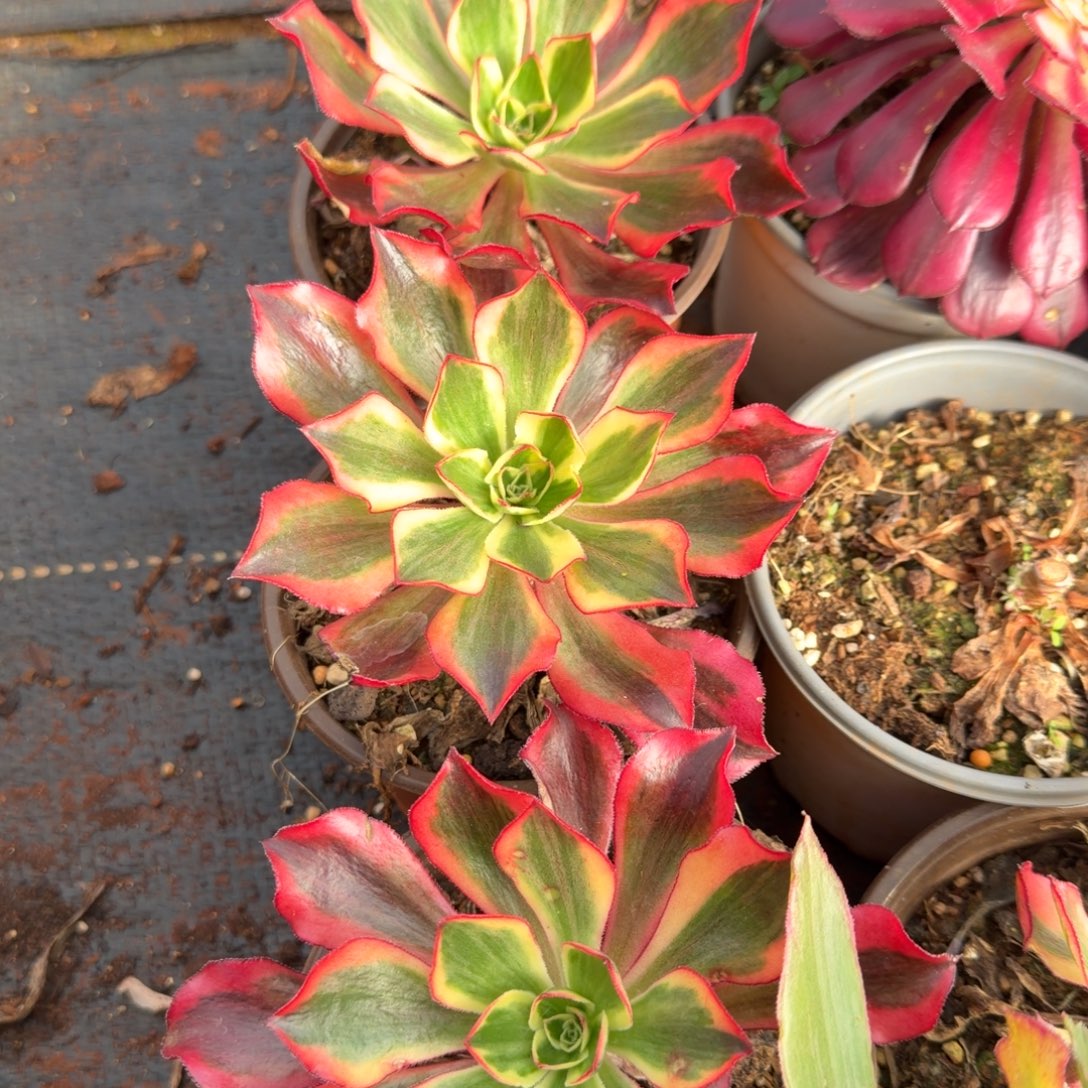 魅影多肉植物法师