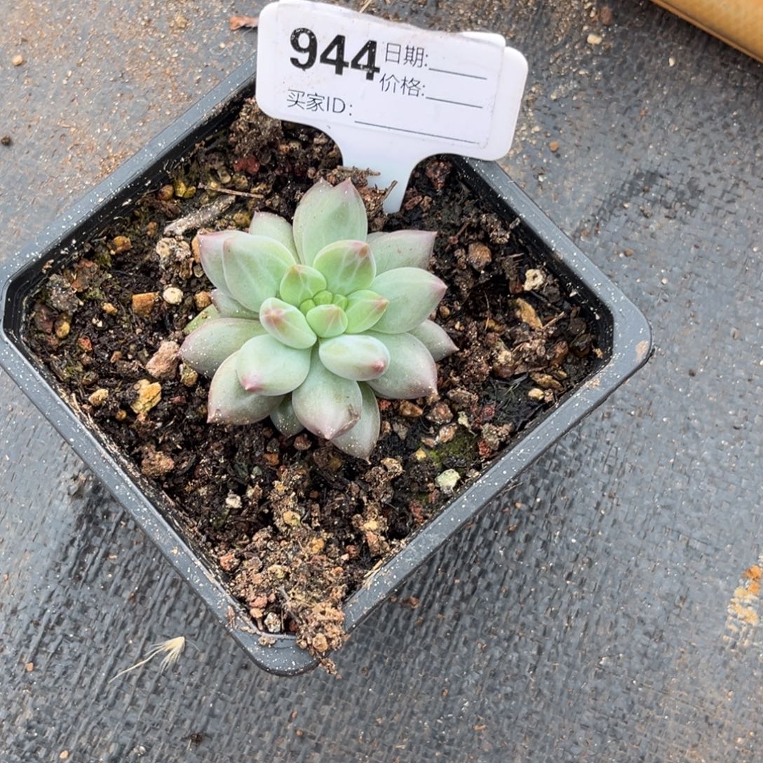 虞美人多肉植物944