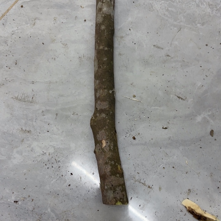 S***m木油叶子原木发一份