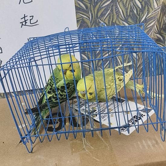 虎皮鹦鹉直播间竞拍