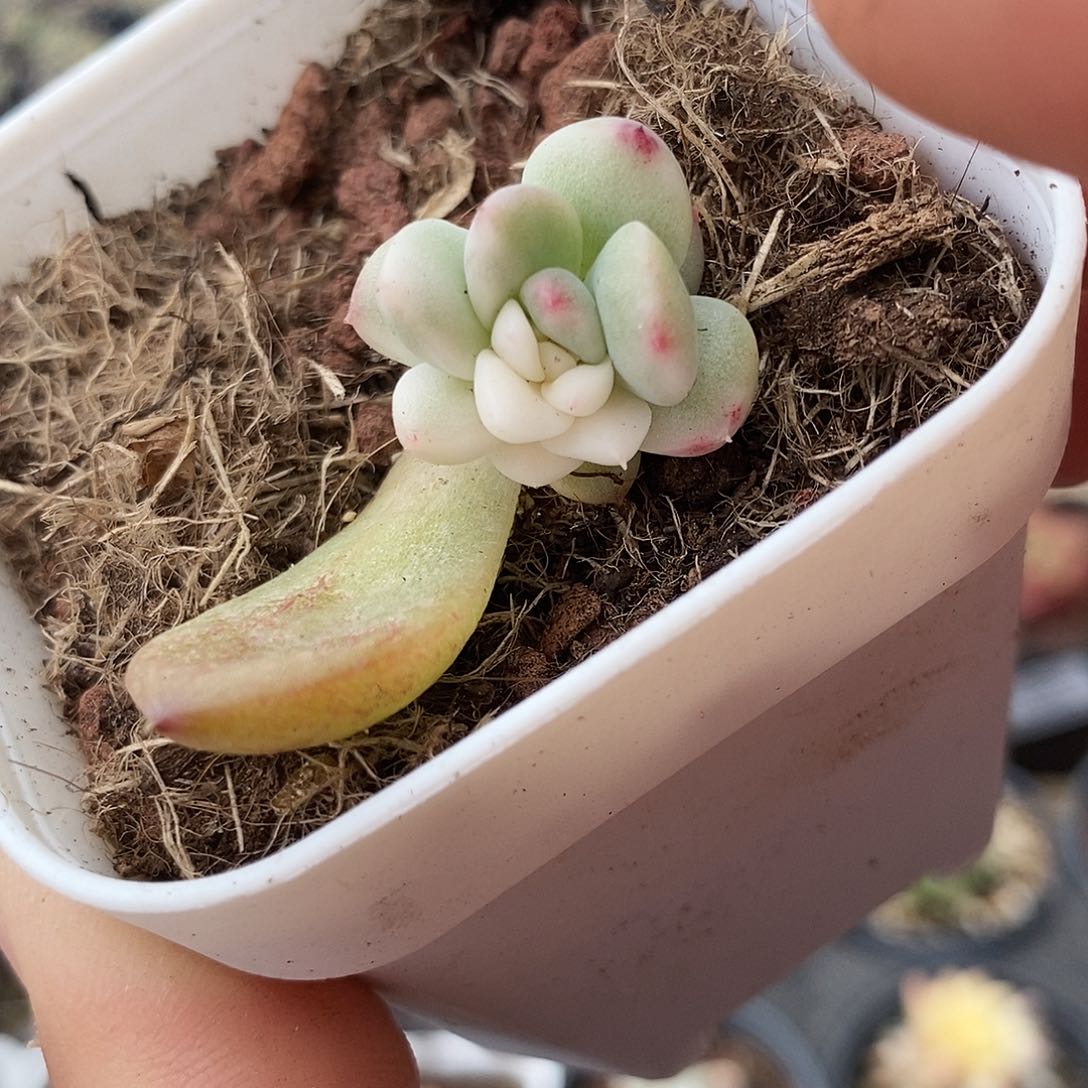 251冰心公主锦多肉植物哇啦塞