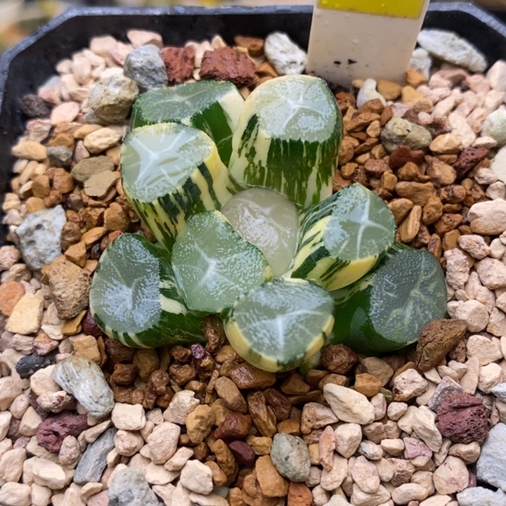 122玉龙万象多肉植物