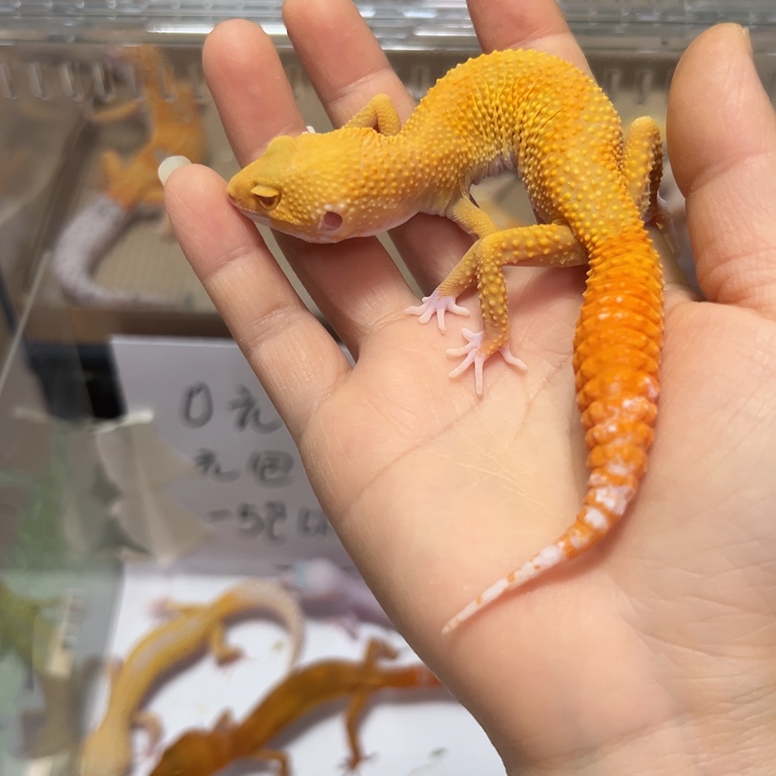 豹纹守宫豹纹守宫