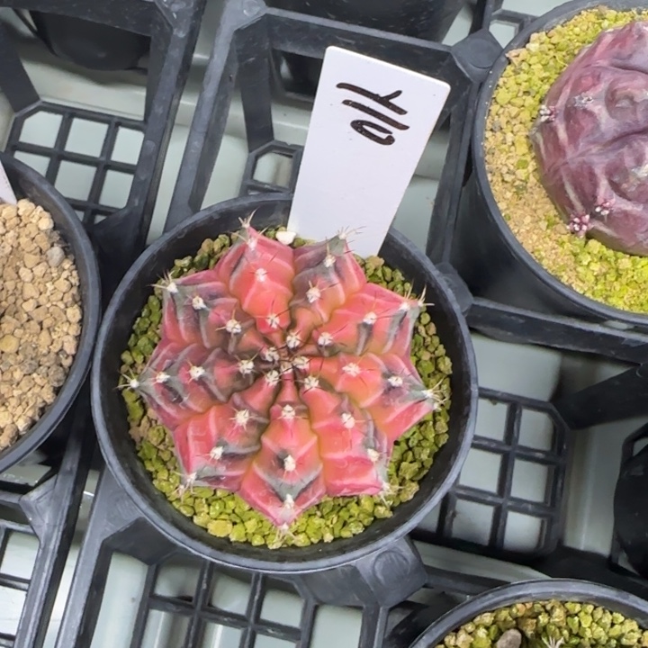 10-0210脱土发多肉侧芽