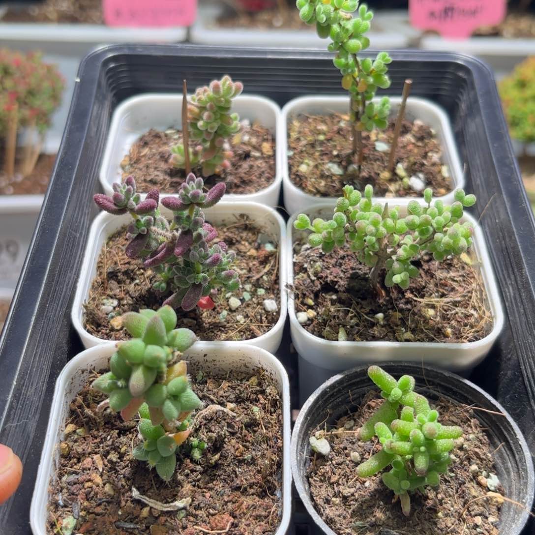 闪购商品新手套餐随机六个不同品种A330