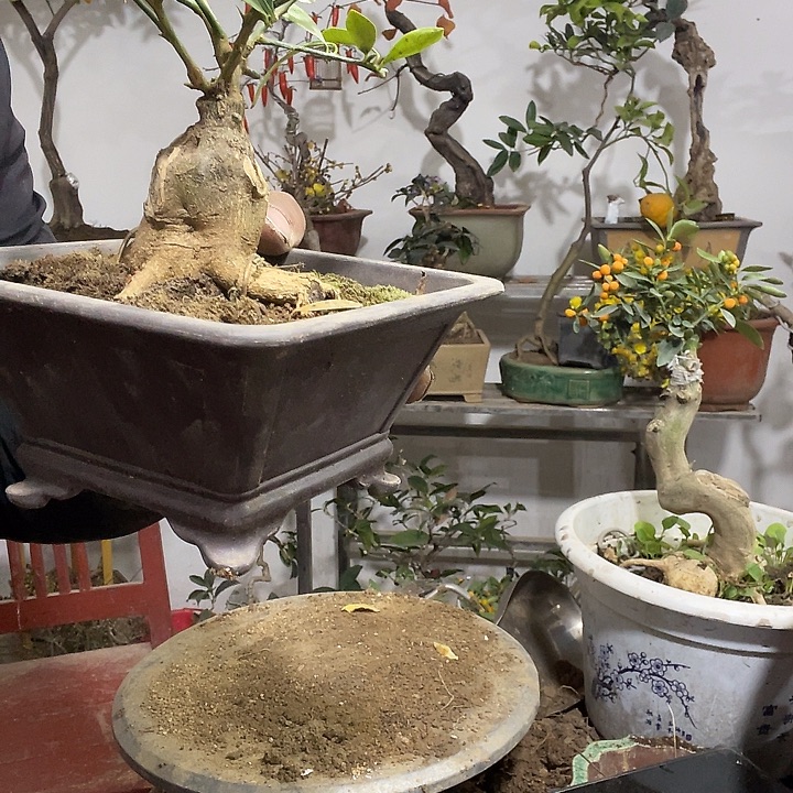 完全开放金豆盆景