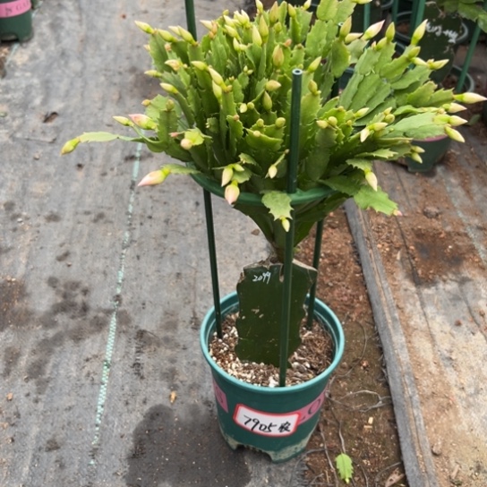 2099蟹爪兰尾号7905