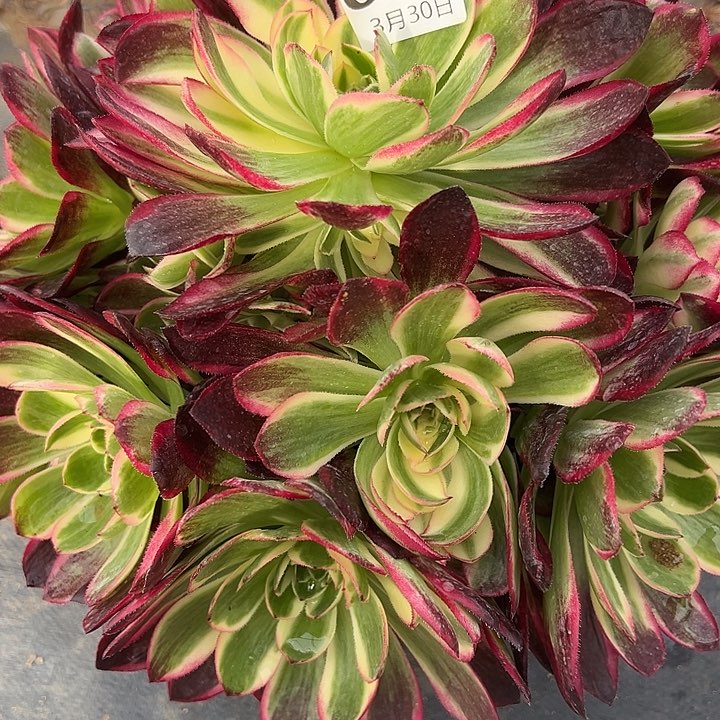 3.30-31海仙多肉1