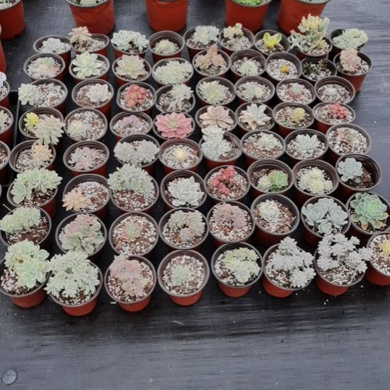 不同品种5盆包邮（不包偏远地区）