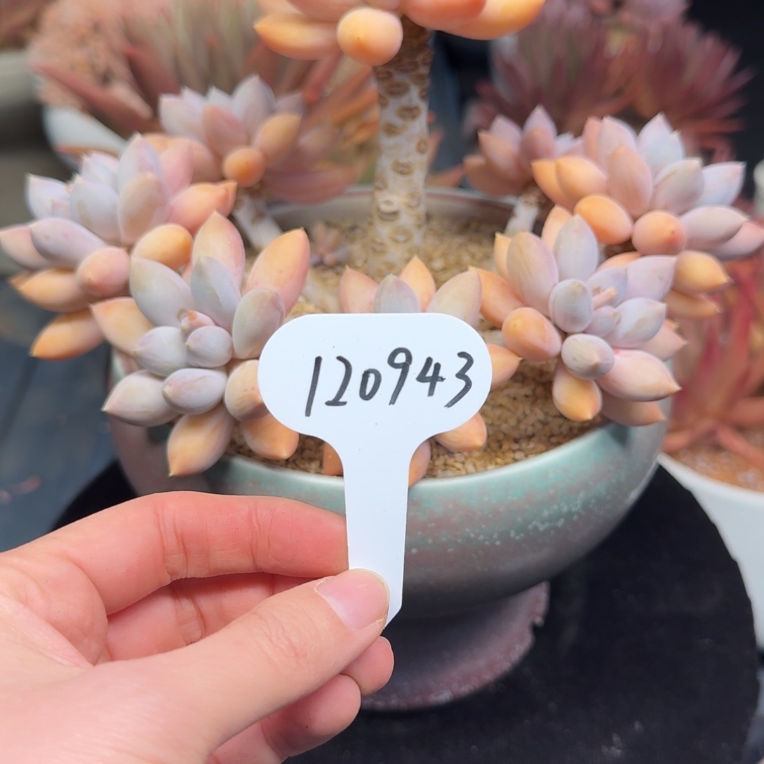 精品多肉植物120943