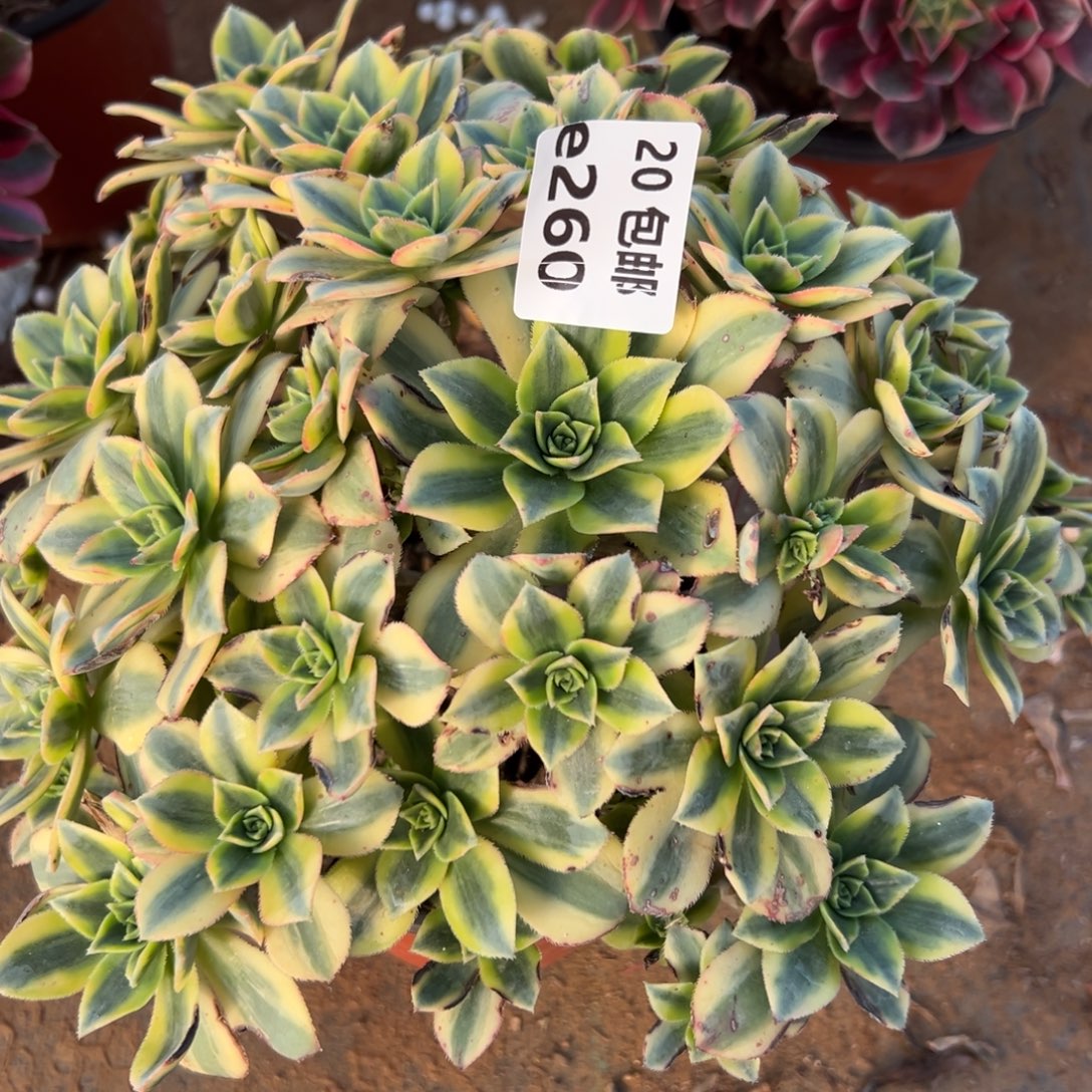 260星爆，满20包邮嘟叮熊