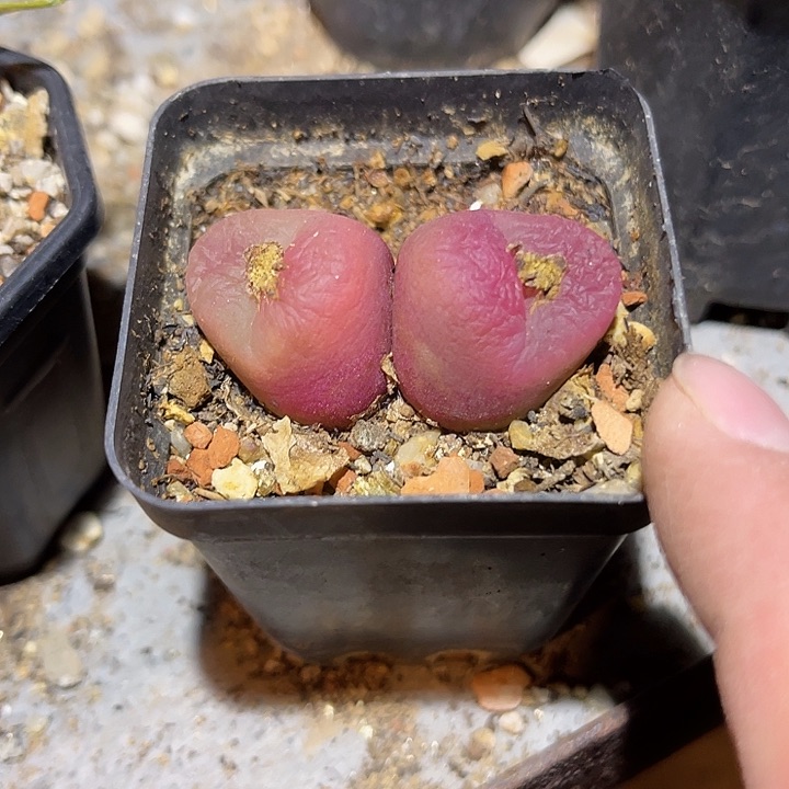 满38包邮2天凑单，脱土晾根发货多肉植物毛汉尼