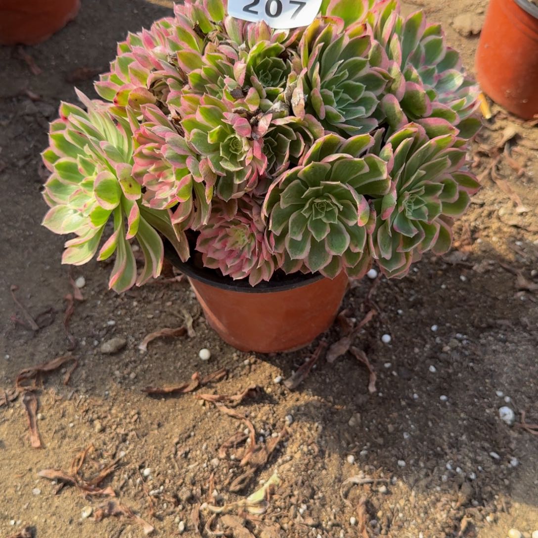 207孔雀翎。多肉植物