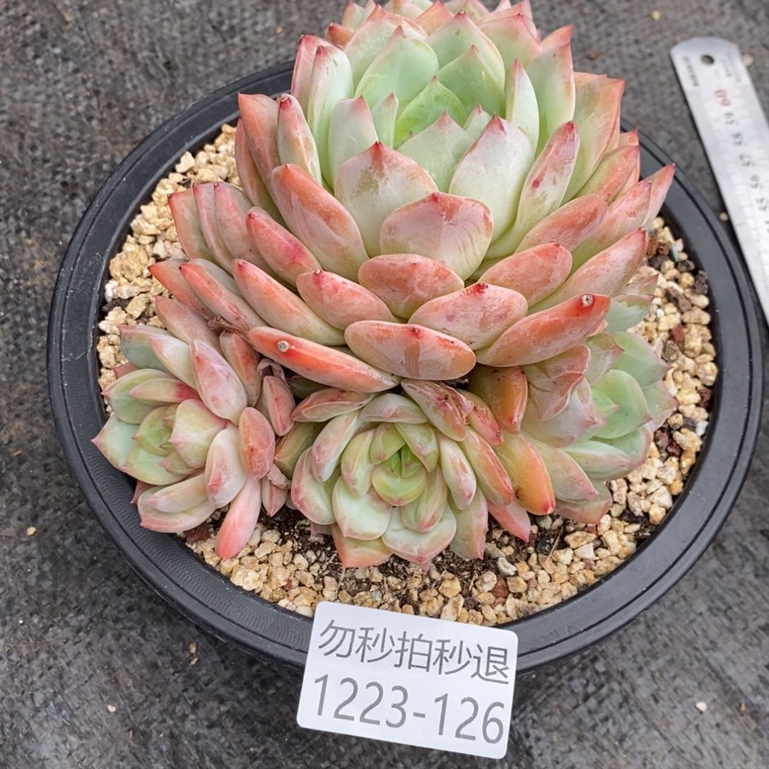 两单包邮1223-126蓝眼睛