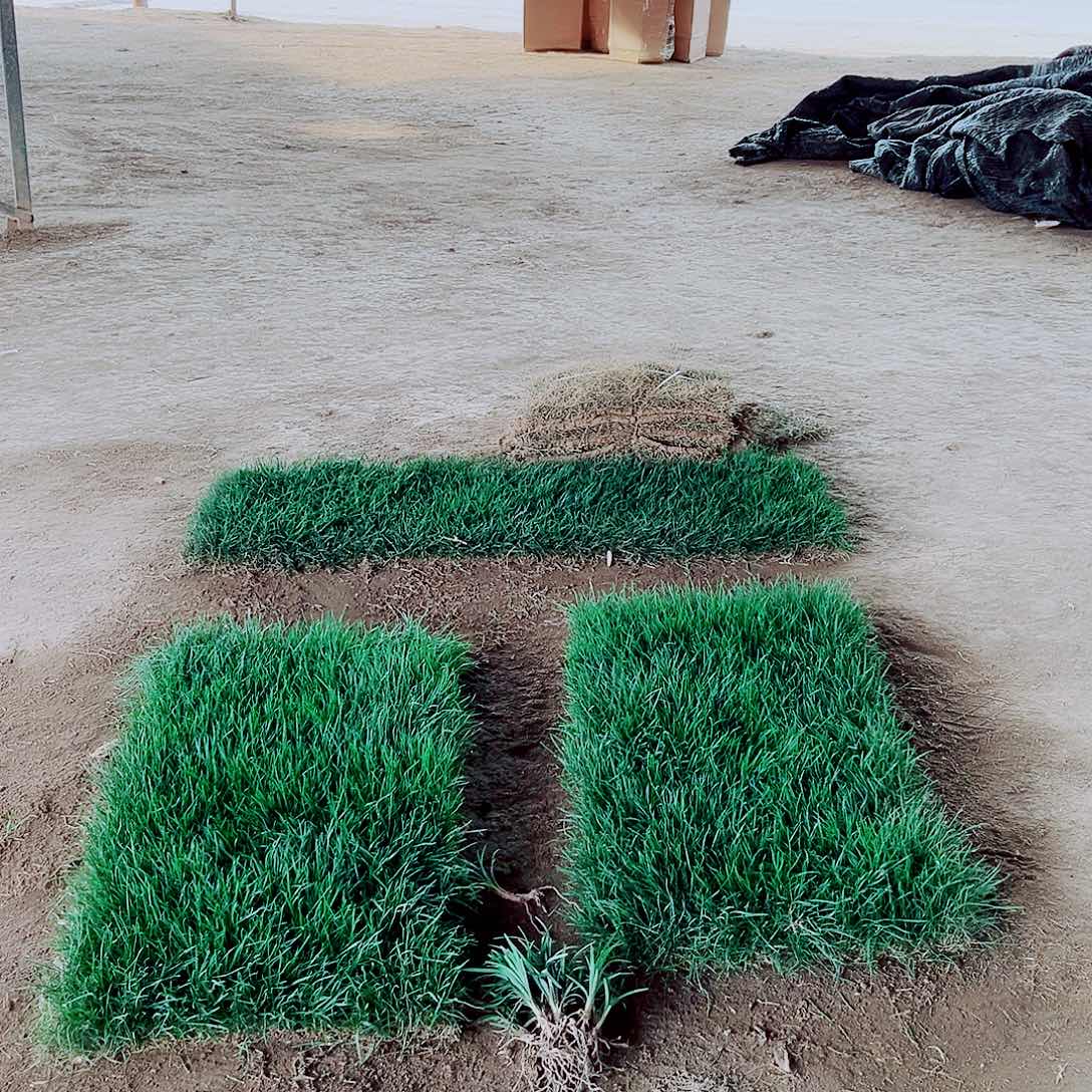 婷****无花朵混播果岭草包邮价格，。。。