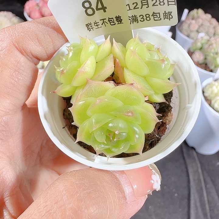 1228-84p3-71麦杆