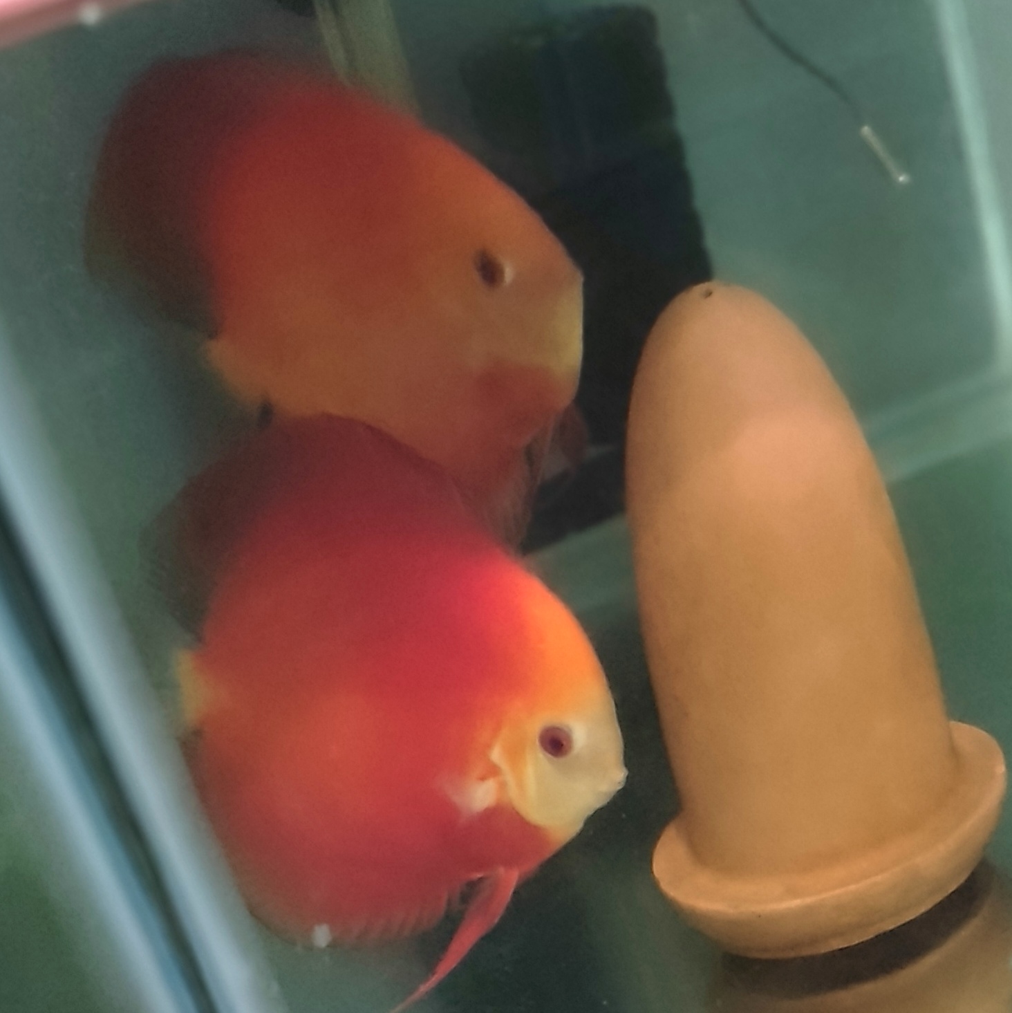 热带观赏鱼红鹦鹉鱼财神鱼起头活体大型观赏鱼