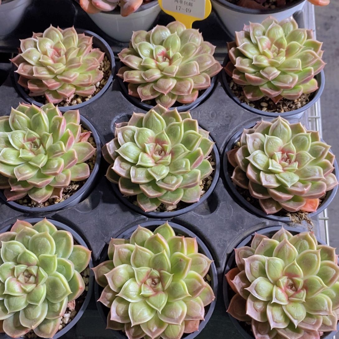 17-49-母本奇异博士单头一个