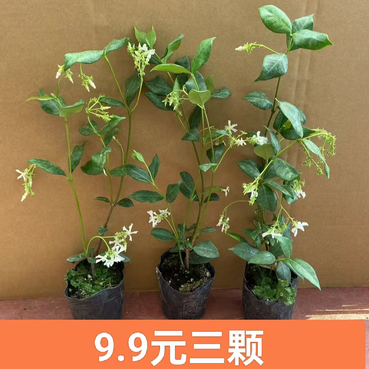 白色风车茉莉小苗庭院爬藤花卉耐寒耐热浓香四季常青好养不死