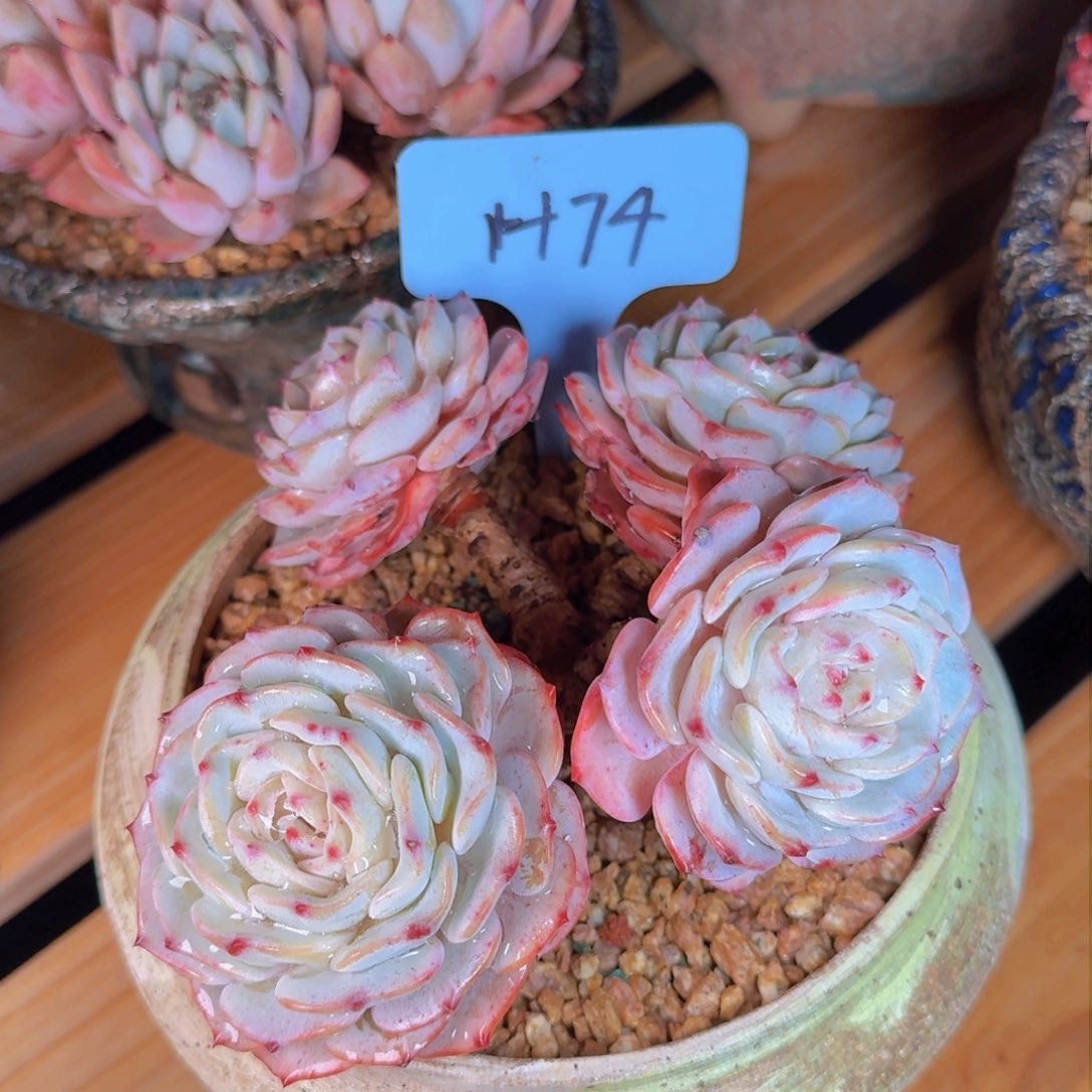 多肉植物的生长发育