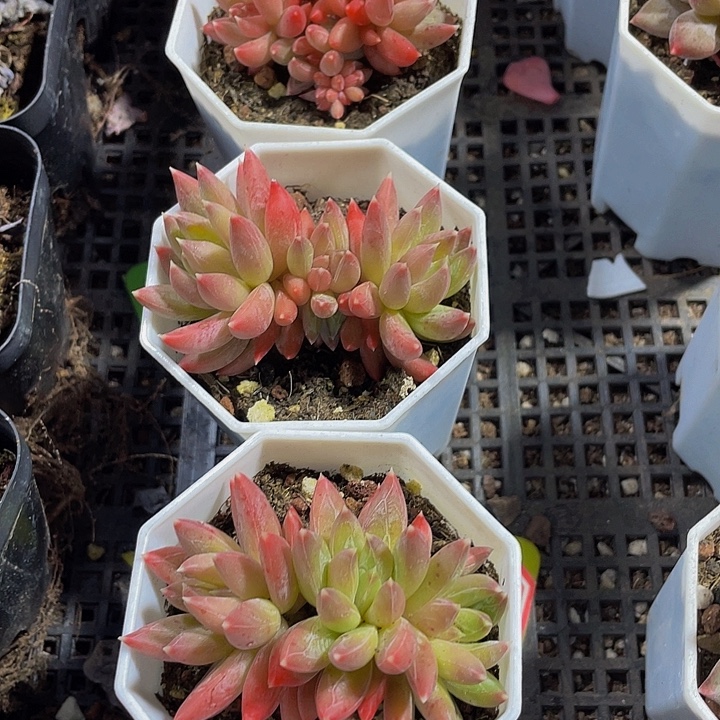 糖抓群带盆土发货