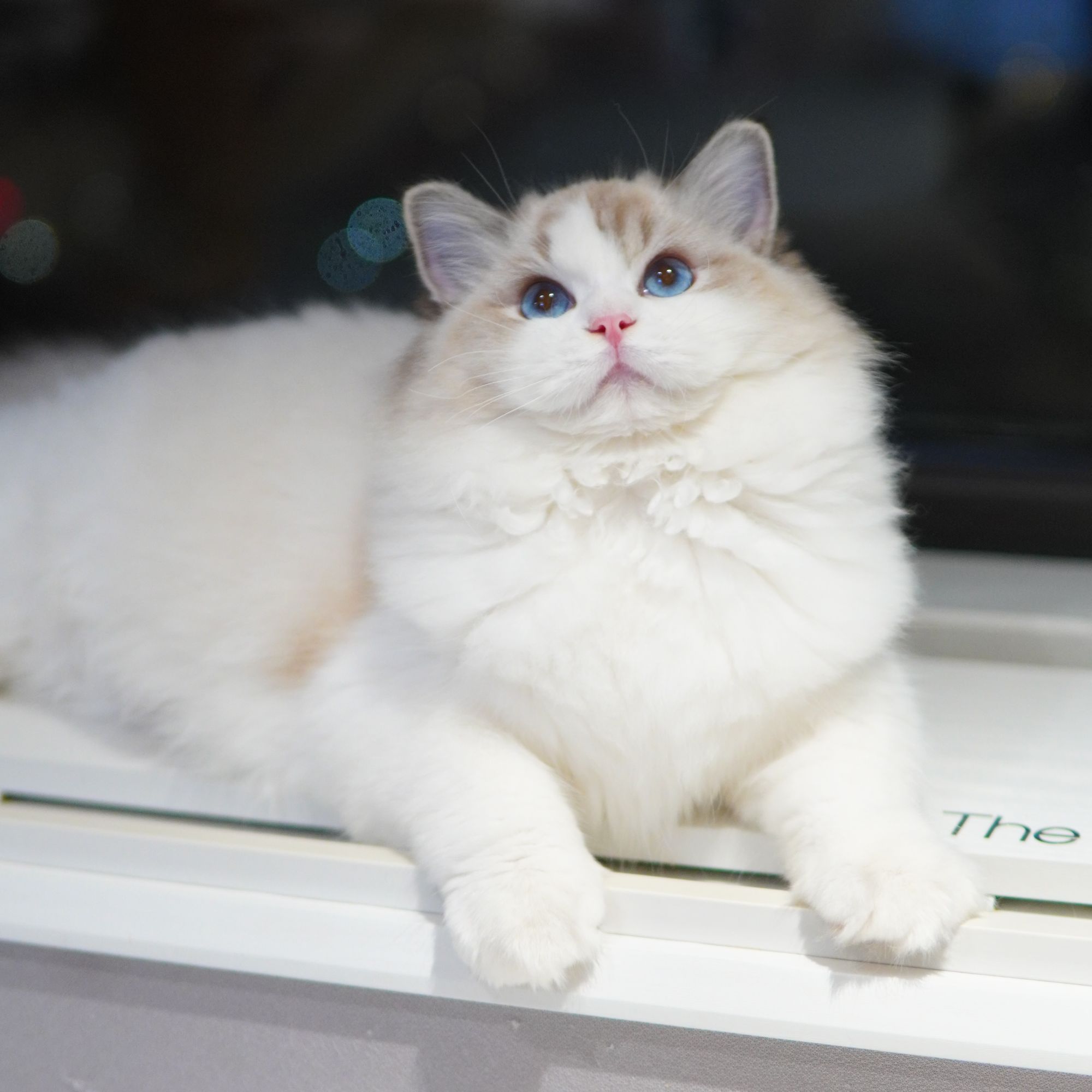 【糖芯儿猫舍】曲奇-妹妹｜甜美系布偶猫活体猫咪