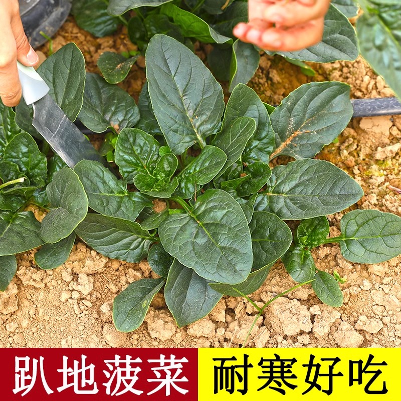 趴地菠菜种子黑园叶菠菜种籽生长速度快耐寒高产越冬蔬菜种子