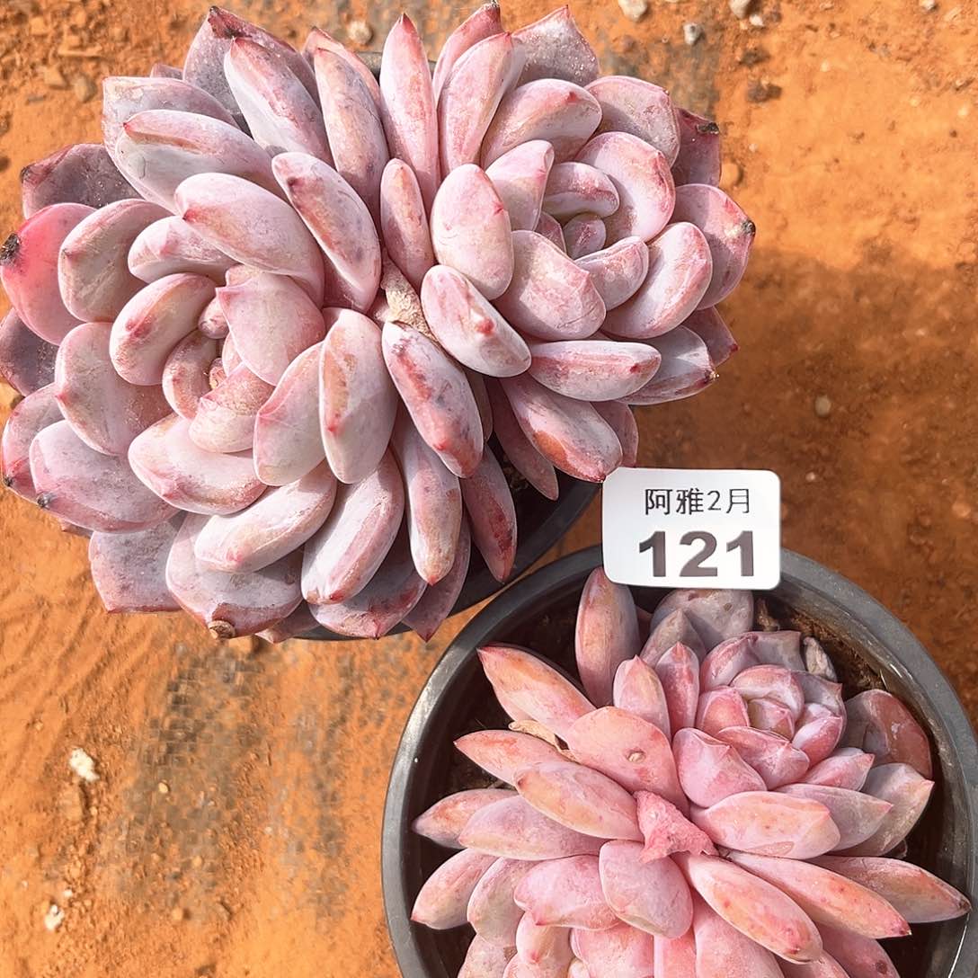 阿雅园艺。    121