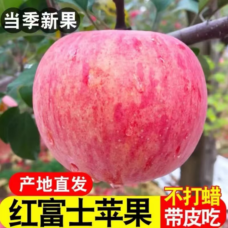 WW山东红富士苹果新鲜现摘脆甜多汁产地直发