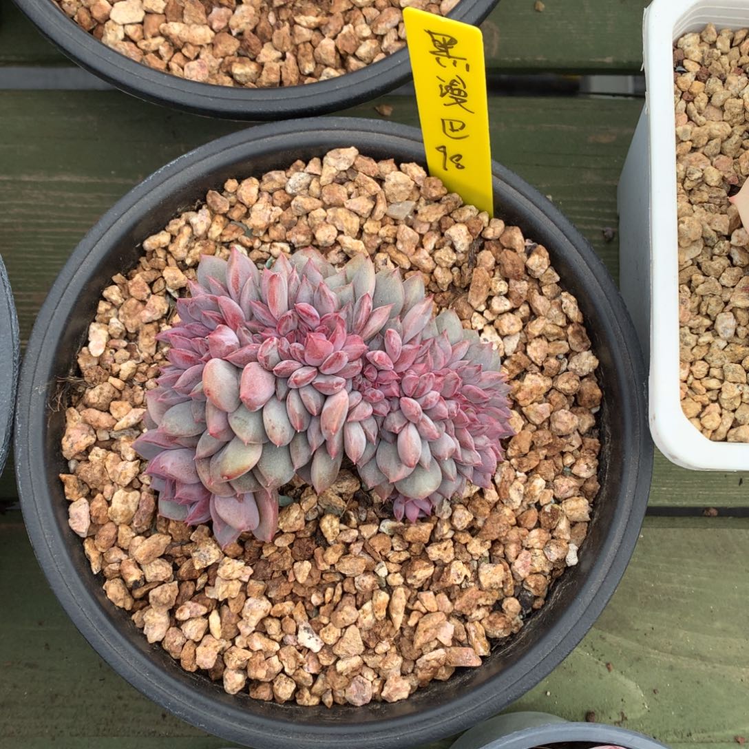 我们家的小姐姐们