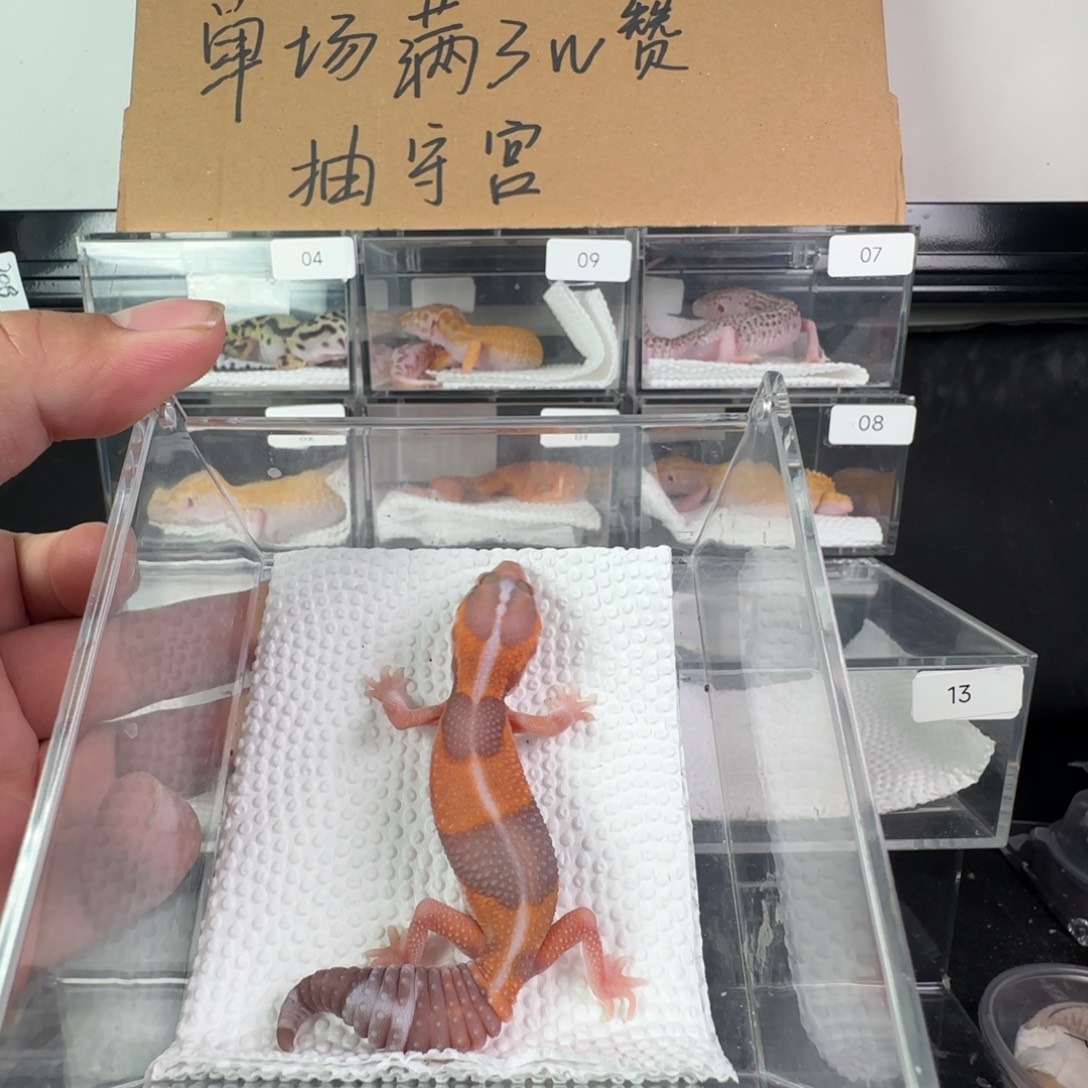 豹纹守宫玫瑰橘白妹妹