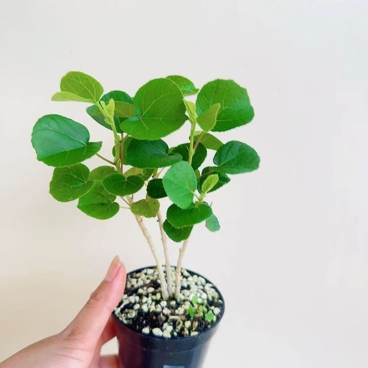 滨朴日式山野客厅懒人好养降温变色彩叶观叶植物绿植室内苔藓