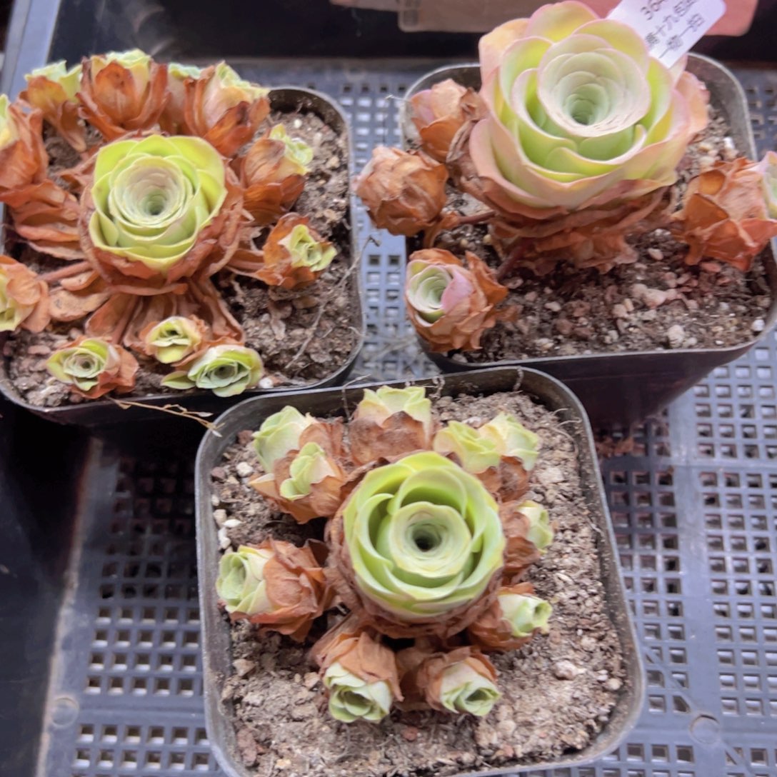 364 侧牙掉了不包损无售后