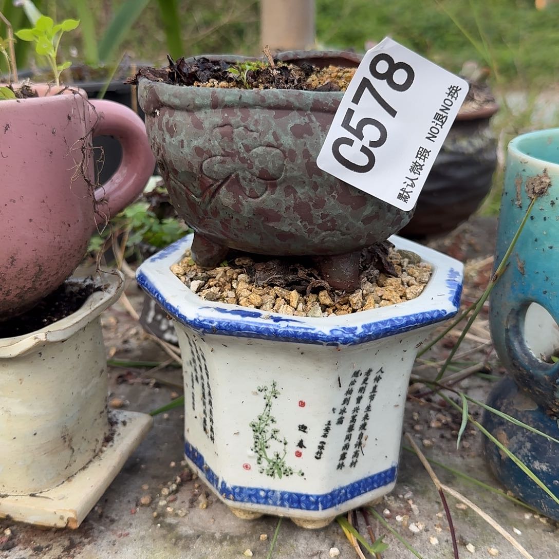 重庆小燕子欢迎大家578