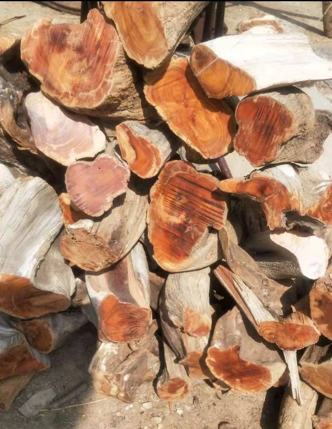 北太行崖柏根料陈化料摆件雕刻老料老料风化