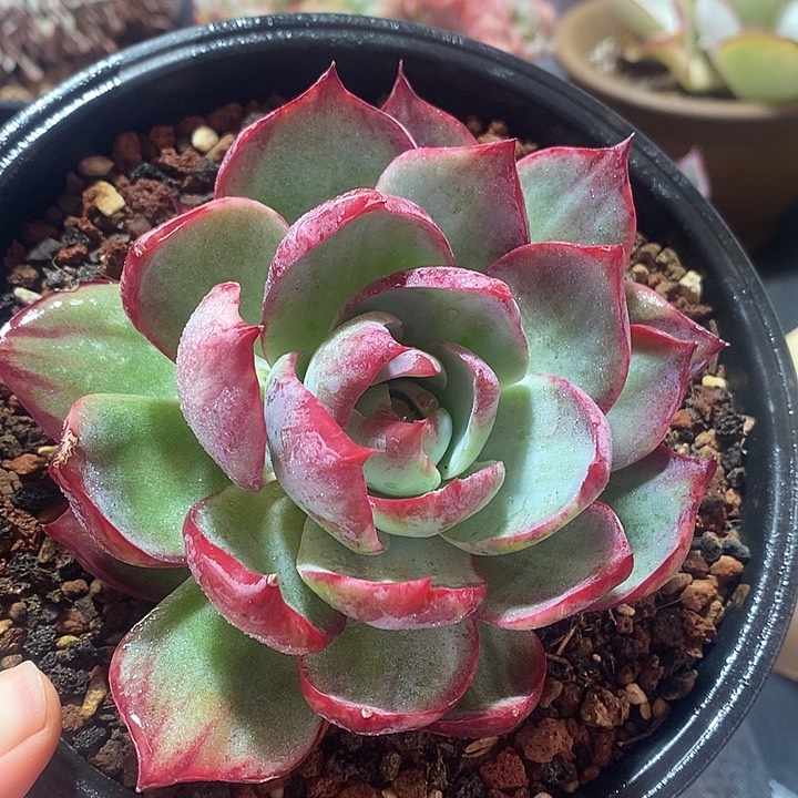 春节福利惊鸿仙子1667