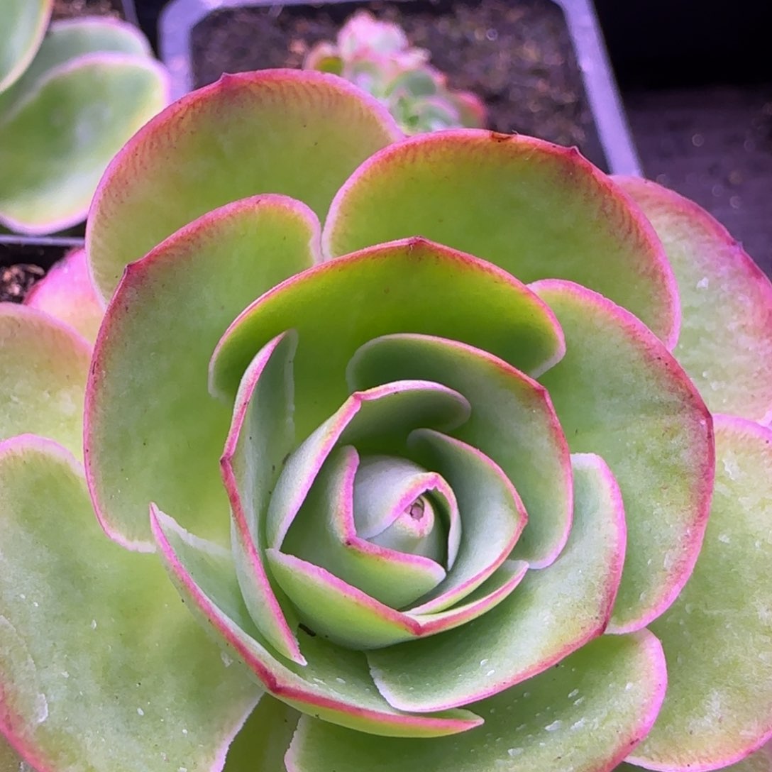 福利6厘米粉色包心1242427676