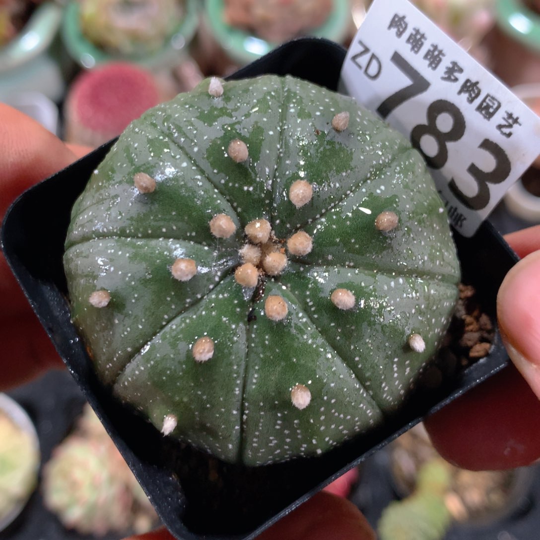 5CM拇指盆精控多肉ZD783