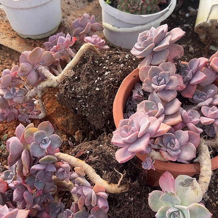 彩虹糖造型3盆。                 