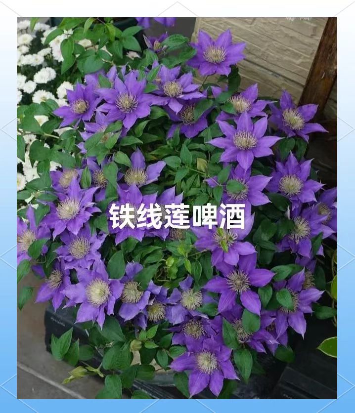  2加仑原盆原土发货 啤酒 铁线莲