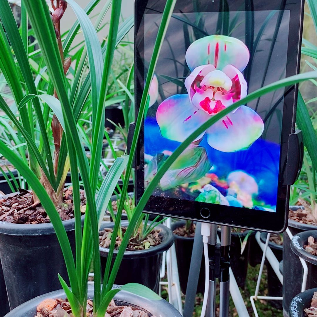 当前无花栽培后可以开花