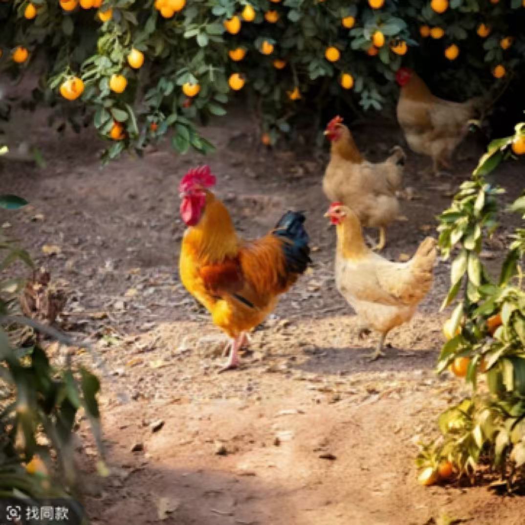 皖南土鸡-2只（1公1母）福利，疫苗齐全（2斤左右），下蛋王/高品质烧烤食材