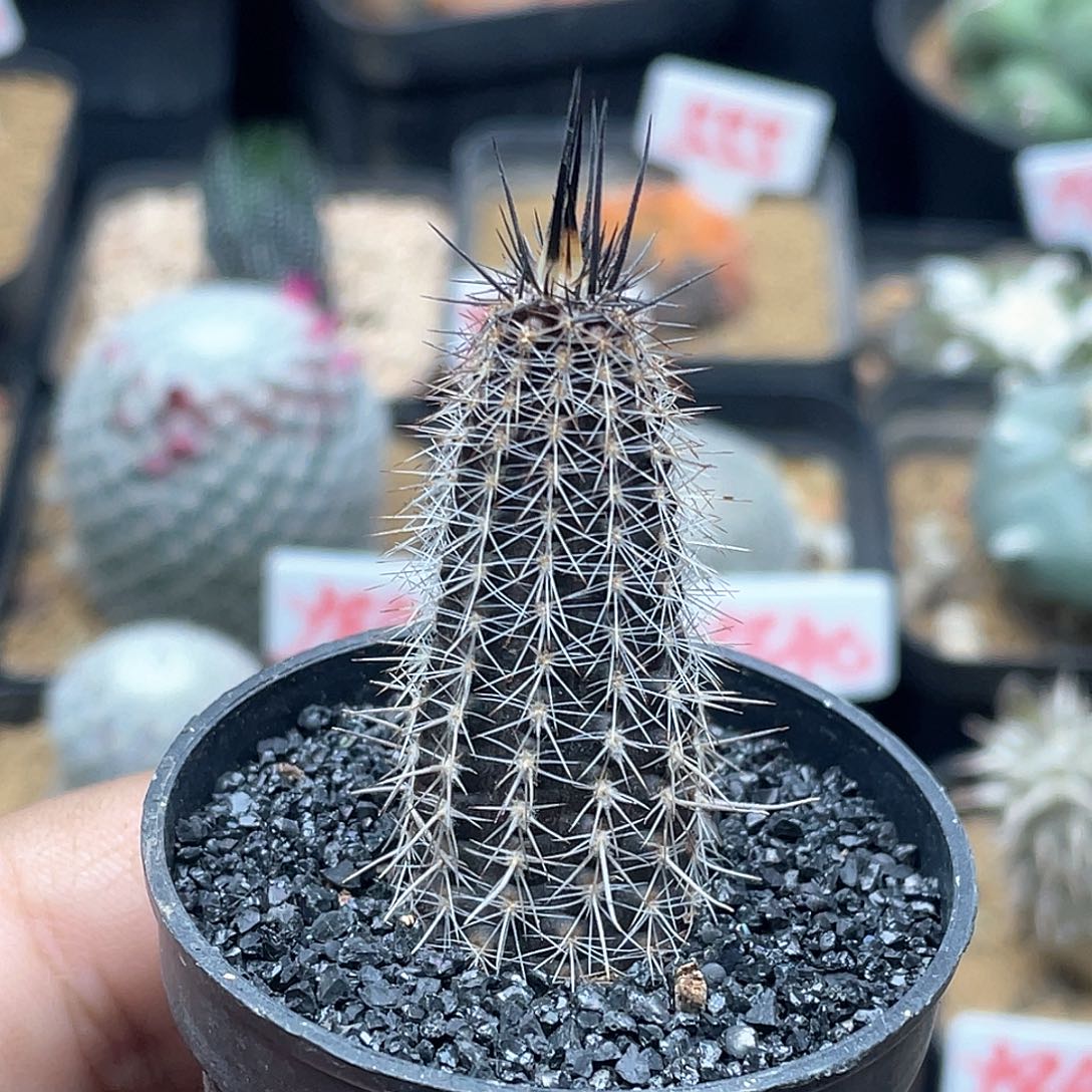 实生奇想丸仙人球