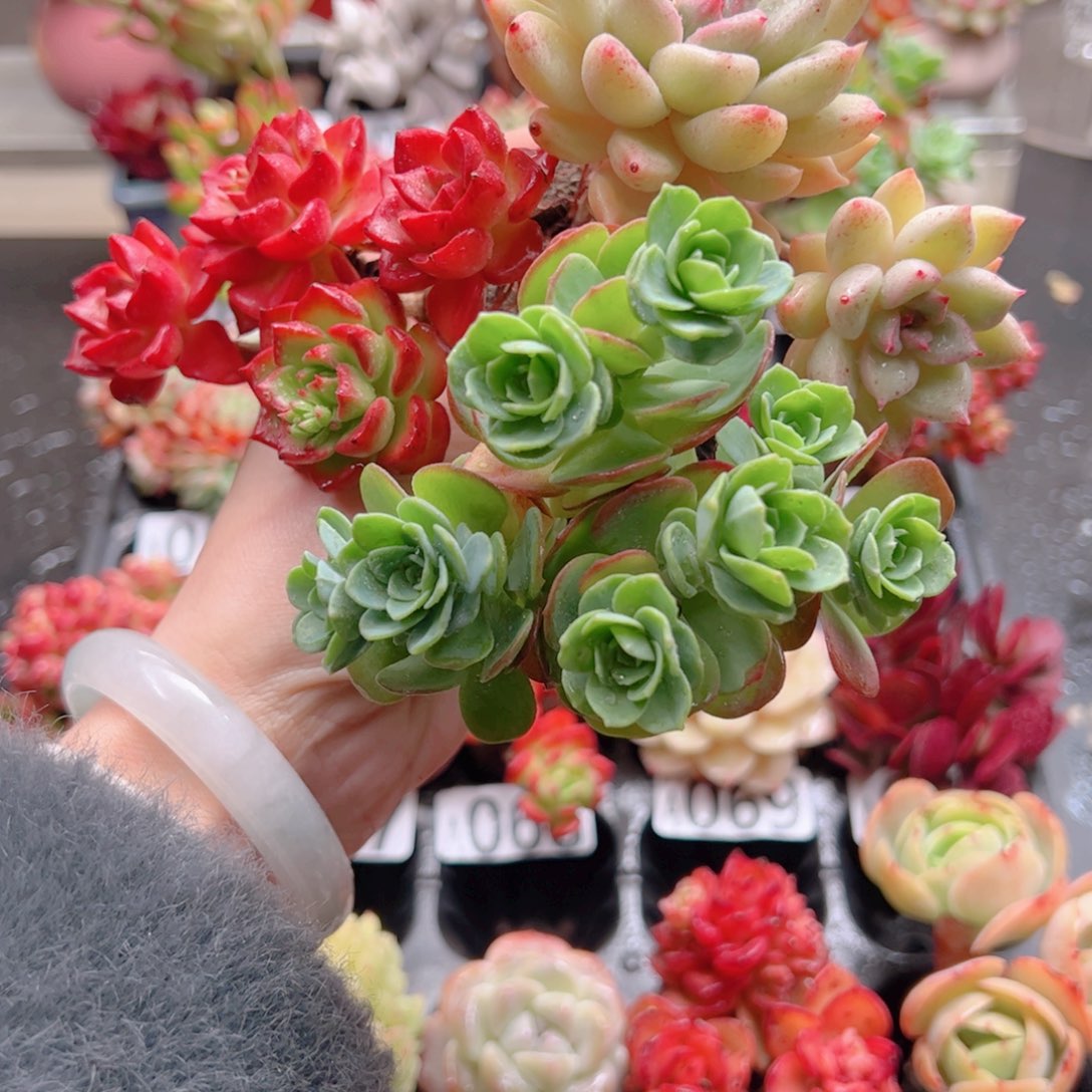 弱*多肉多肉多肉多肉